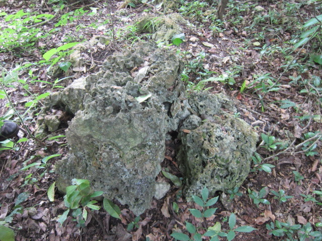 Zanzibar coral located in the middle of the forest